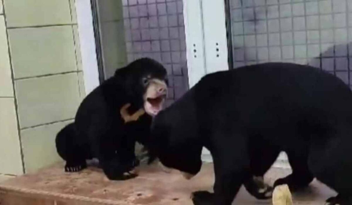     Игры Лучика и Звёздочки. Источник: ria.ru Автор фото: Пресс-служба Московского зоопарка