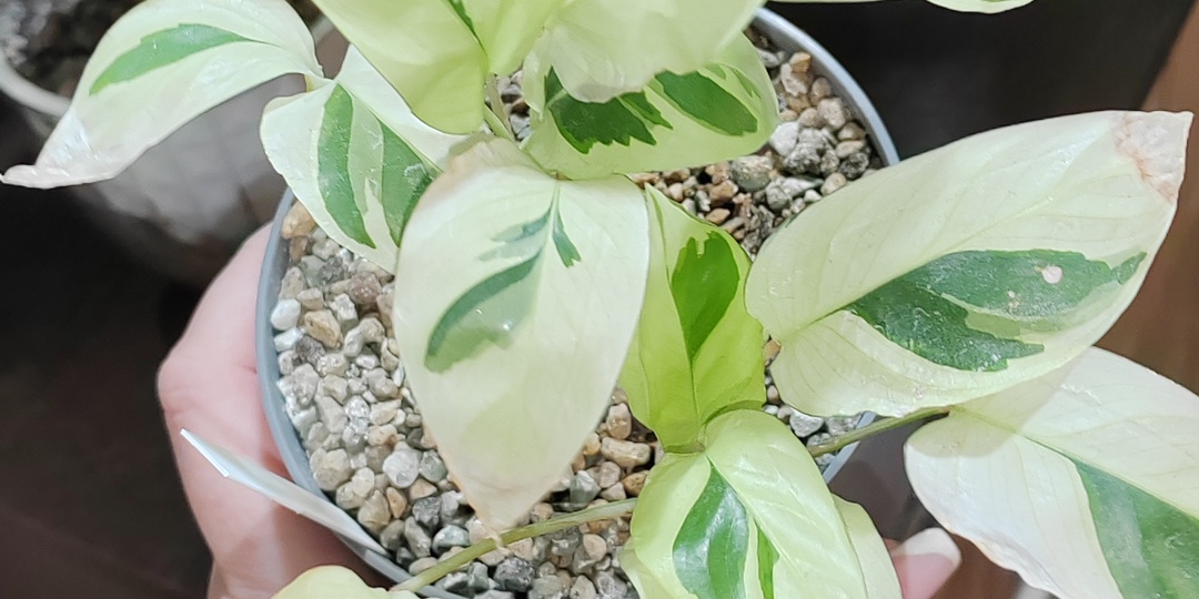 Реанимация калатеи White fusion