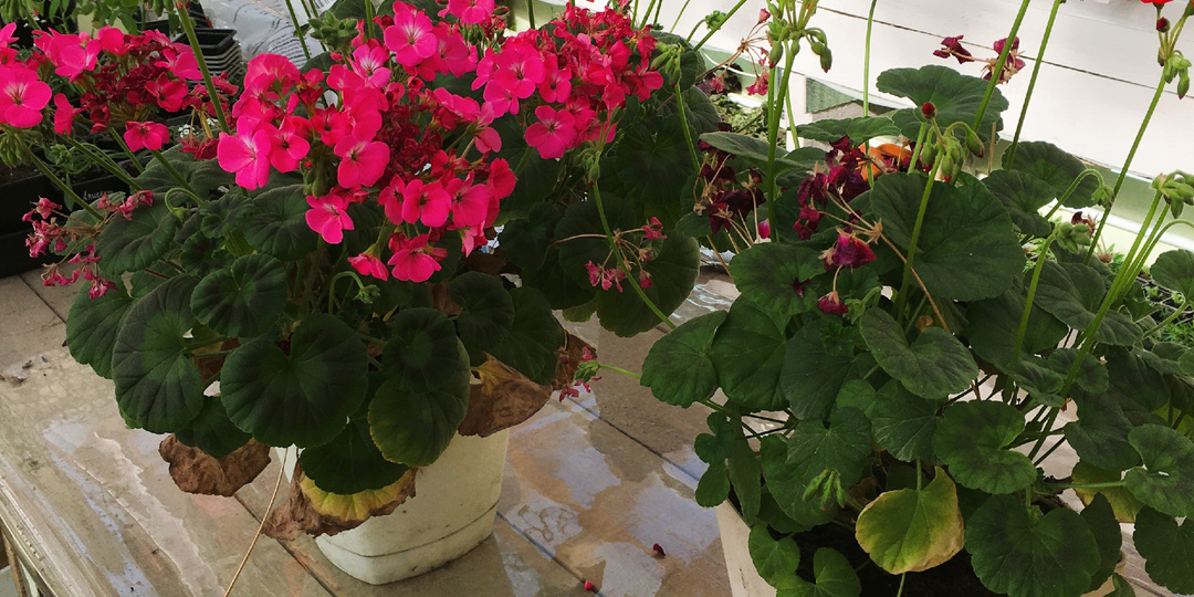 Режем на пенек! Как стричь пеларгонию весной, чтобы была пышной и красивой