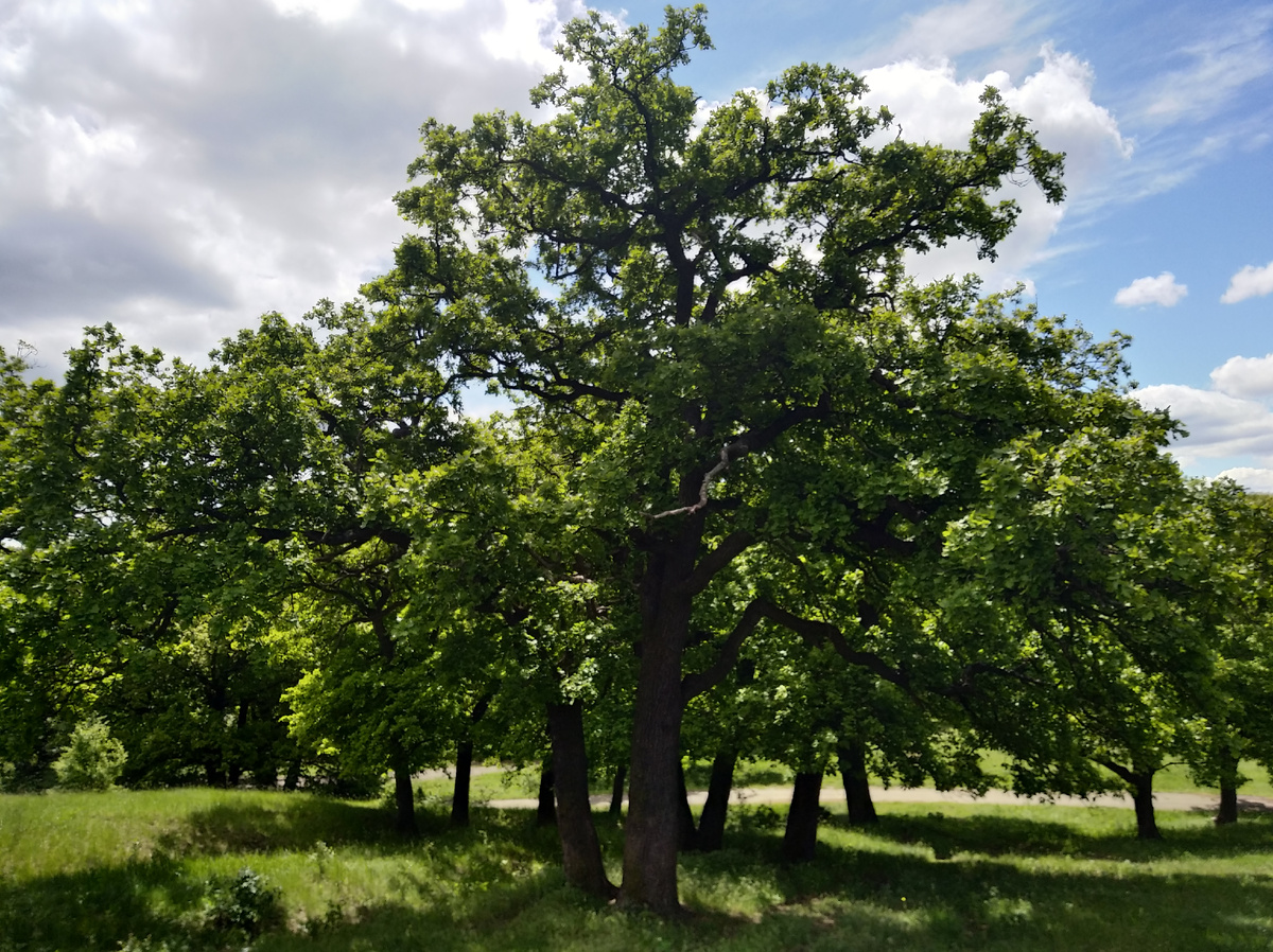 Это фото векового дуба недалеко от моего дома. Он меня успокаивает. 