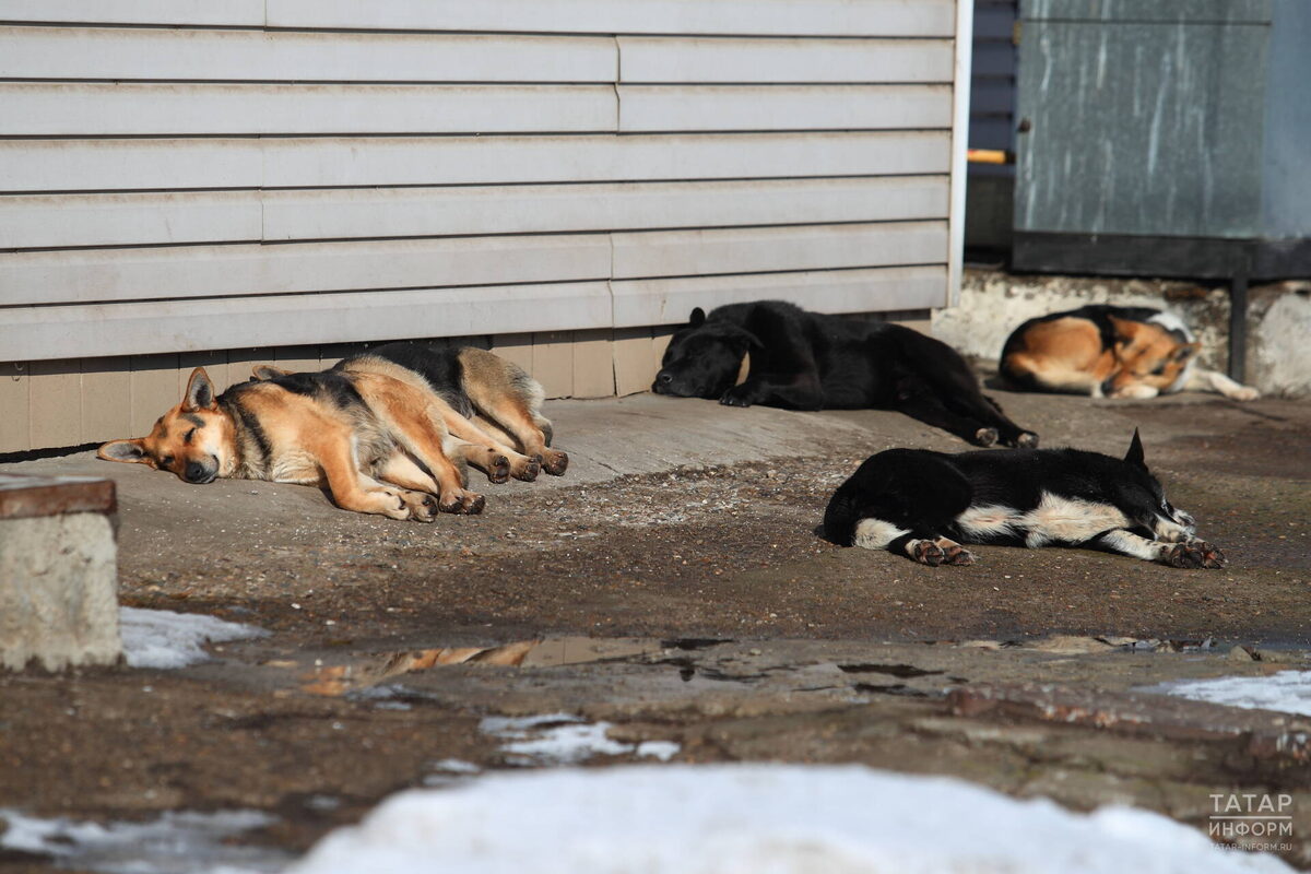 В конце зимы – начале весны у беспризорных животных случаются «собачьи свадьбы»Фото: © «Татар-информ»