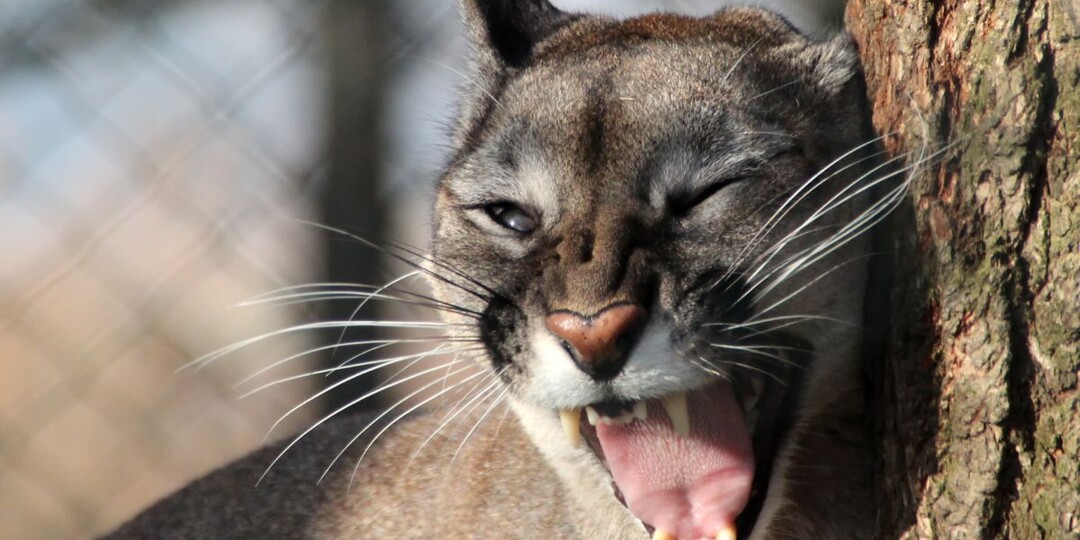 Пума жила в квартире у москвича — теперь она любимица в зоопарке