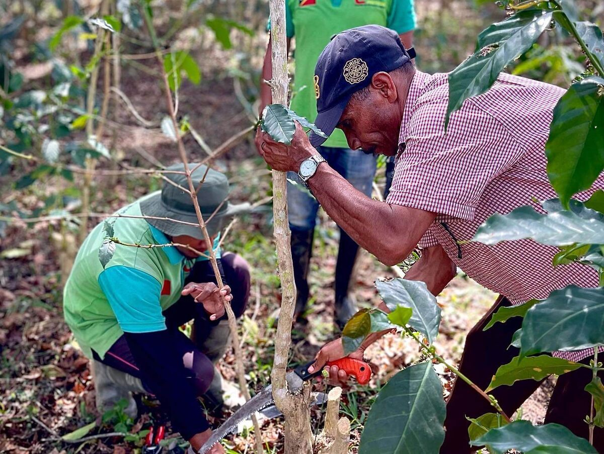 Фермеры в Восточном Тиморе до сих пор выращивают тим-тим. © Соцсети Kars Organics
