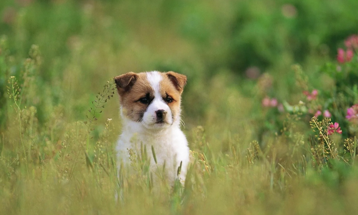 Яндекс картинки