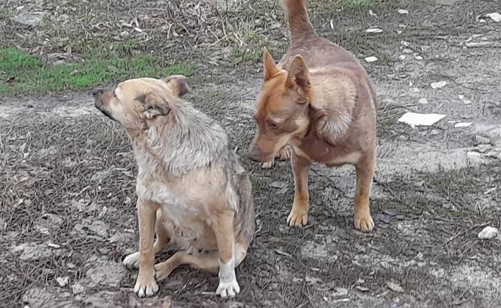    фото Курские известия
