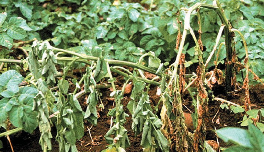 Бурая гниль