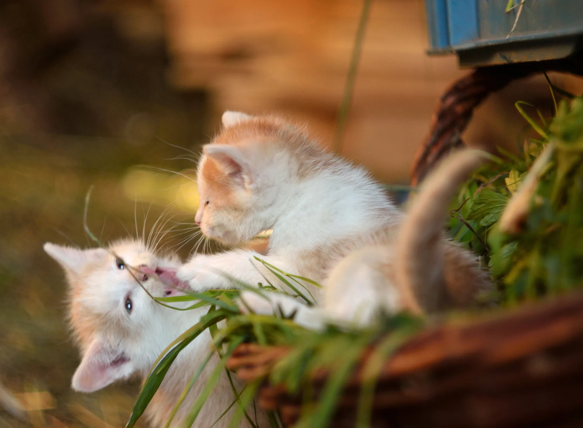 Котята играют. Источник фото: goodfon.com