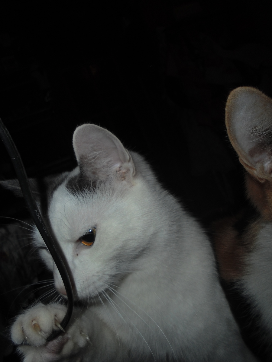 Коты пытаются грызть провода под электричеством