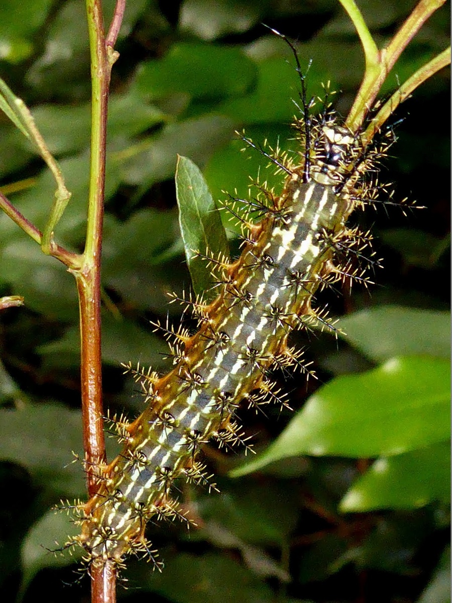 Яндекс картинки