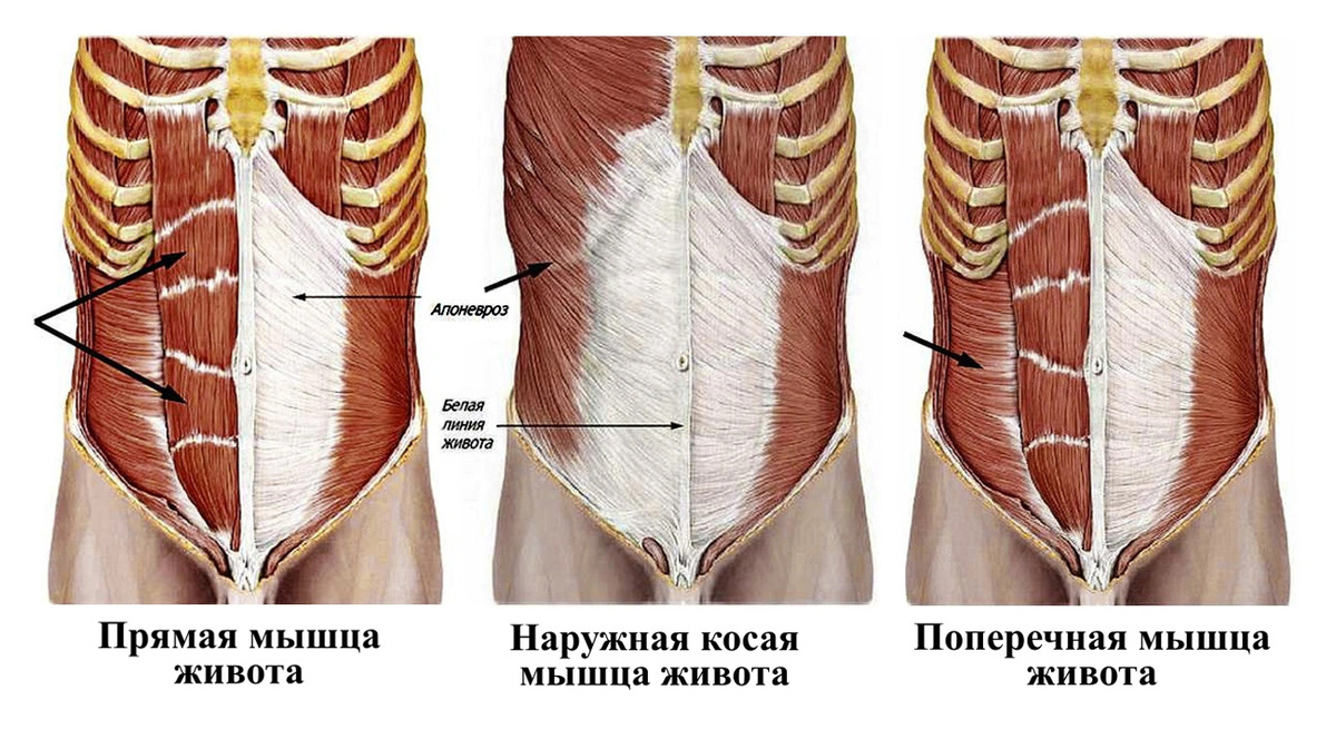 Мышцы живота