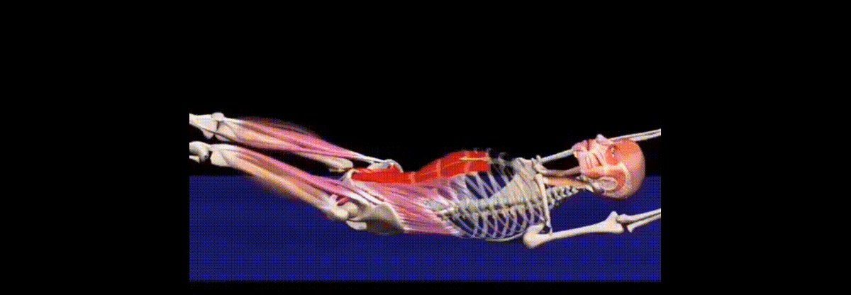 Мышцы живота