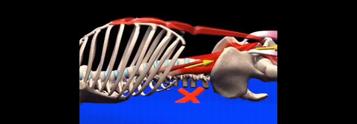 Мышцы живота