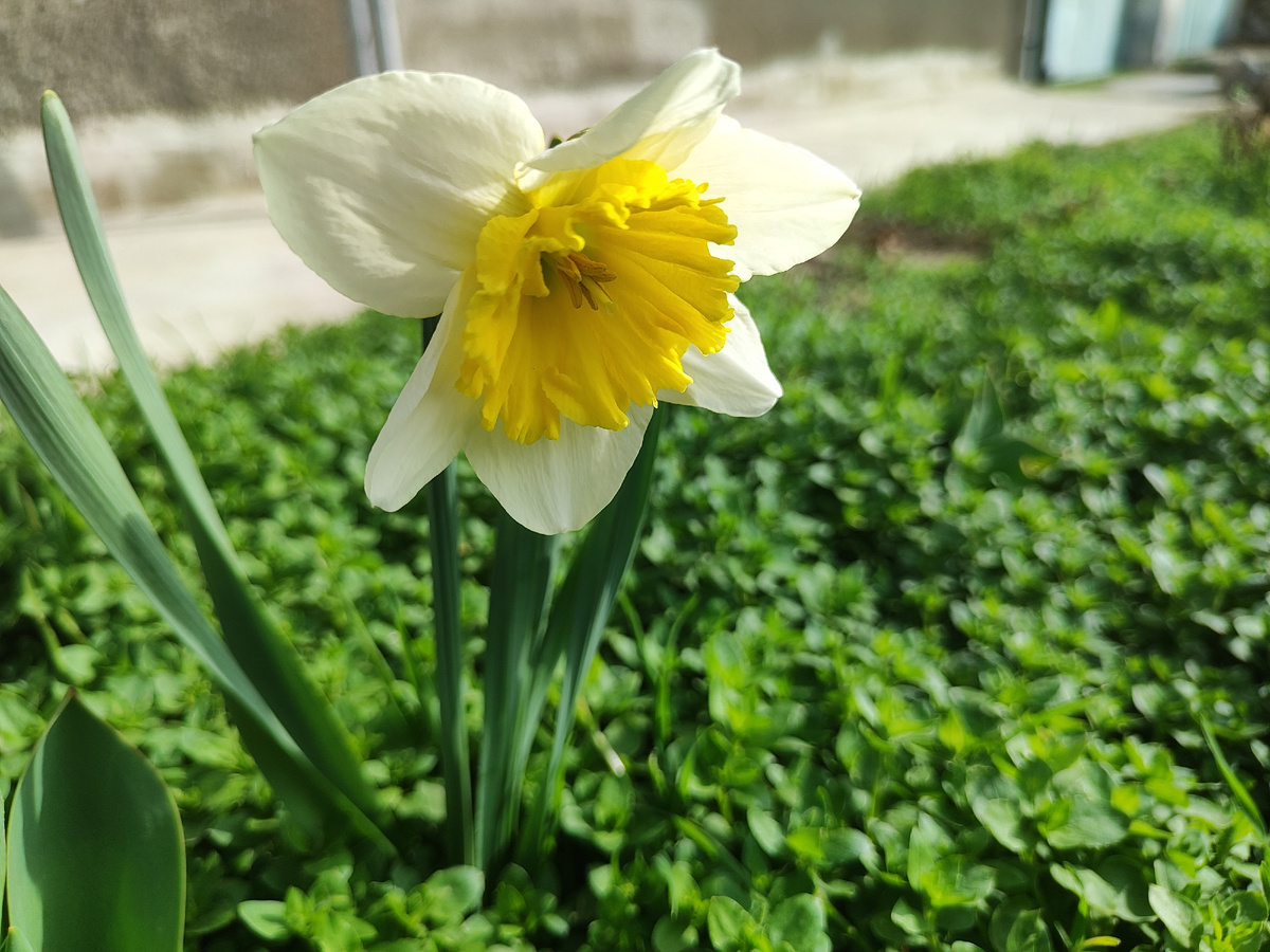 у нас в палисаднике цветут нарциссы 