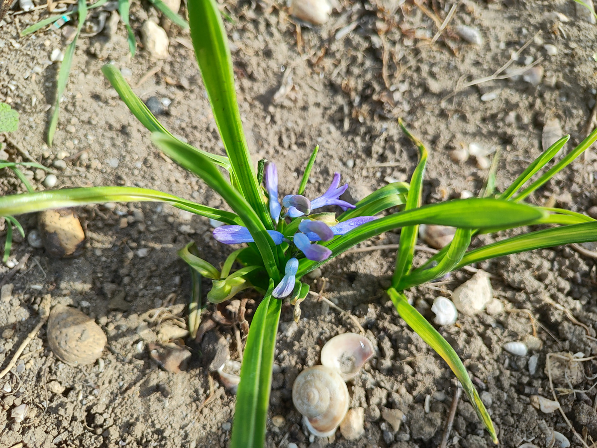 и гиацинты) 