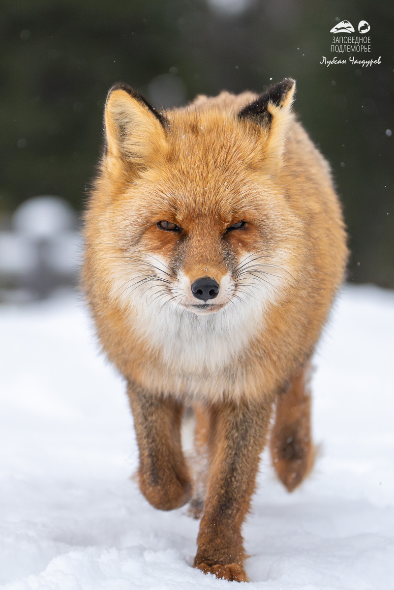 Листайте галерею, чтобы увидеть все фото лисиц Лубсана Чагдурова. 