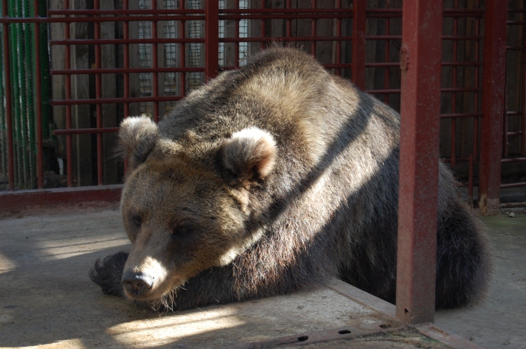    Медведица впервые вышла из своей берлоги в минувшие выходные