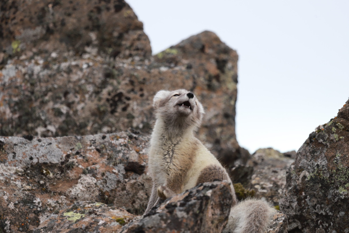 Фото Александра Кулешова. Песец на полярной станции «Бухта Тихая». Елизавета Комарова  📷
