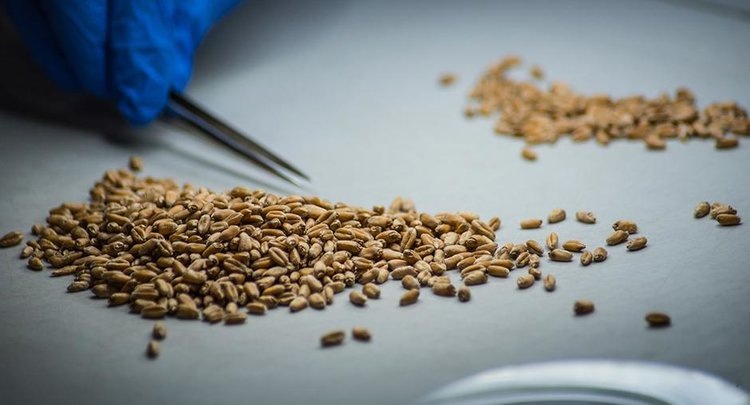    Свыше 1,5 тысячи тонн семян в Херсонской области проверили на качество к посевной