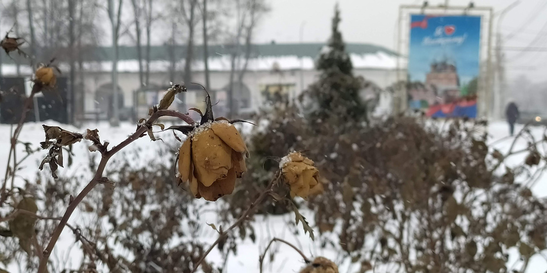 Опечалилась, скукожилась, как роза, пережившая зиму, но верю в лучшее. Поэтические итоги начала весны и надежды на излечение от меланхолии