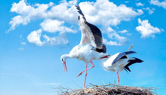 Увидеть аиста — добрый знак. Фото: pxhere.com