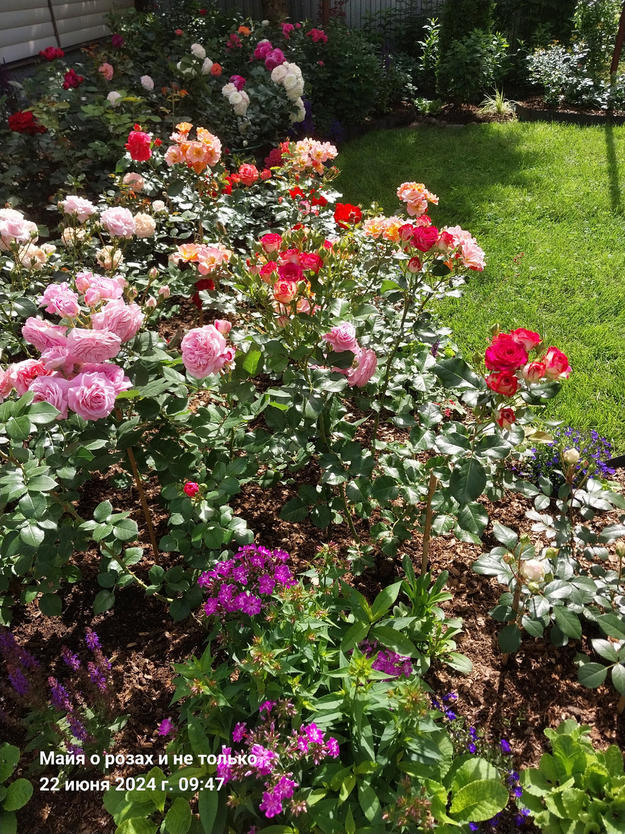 Розы, шалфей, карликовый флокс,  лобелия
