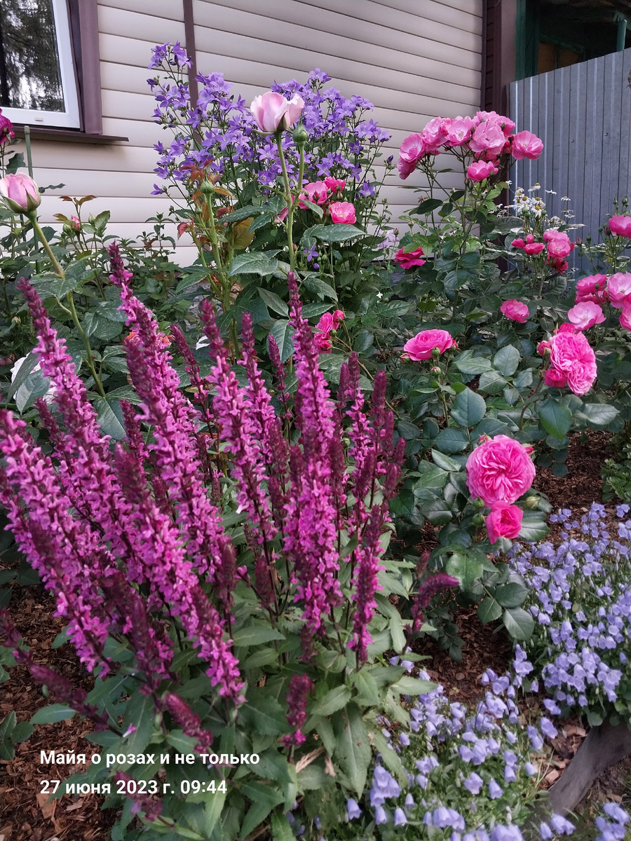 Слева розовый шалфей, на заднем плане колокольчик молочноцветковый (они сами ушли прошлой зимой). Спереди колокольчик ложечницелистный  (агрессор, ползучая корневая система. Был полностью убран мной, хотя очень красив в качестве бордюра) 