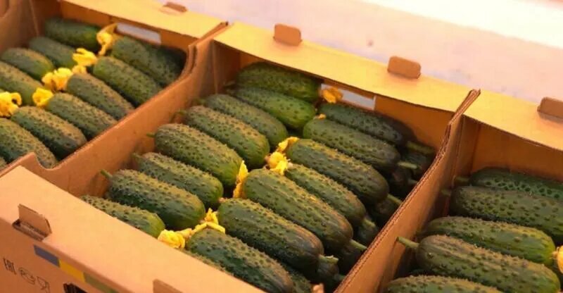 Огурцы тепличного комплекса «Камчатский» / kamgov.ru