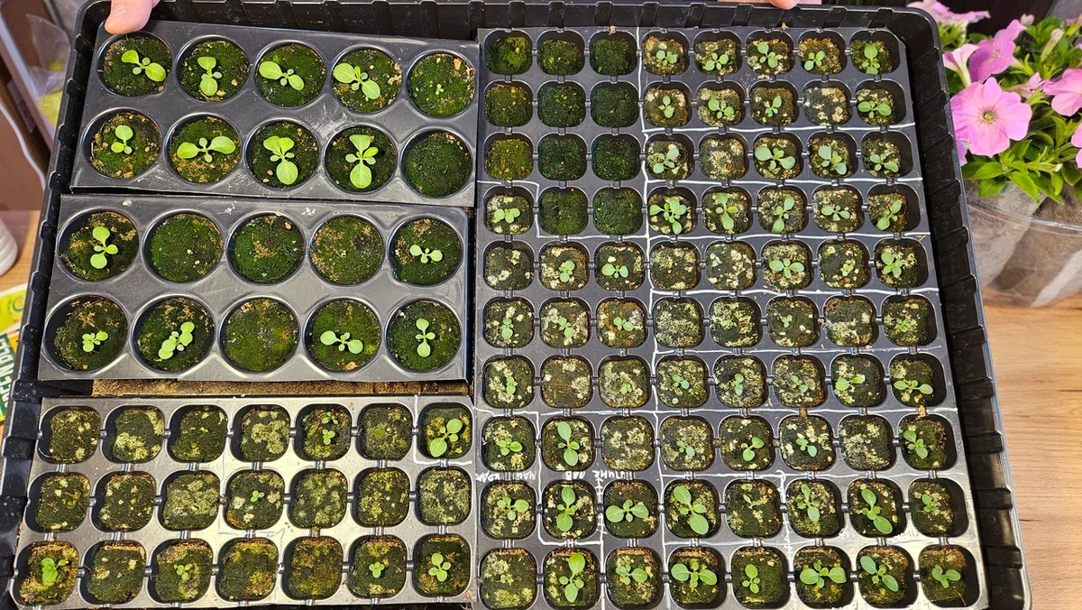 Несколько штук не взошло...