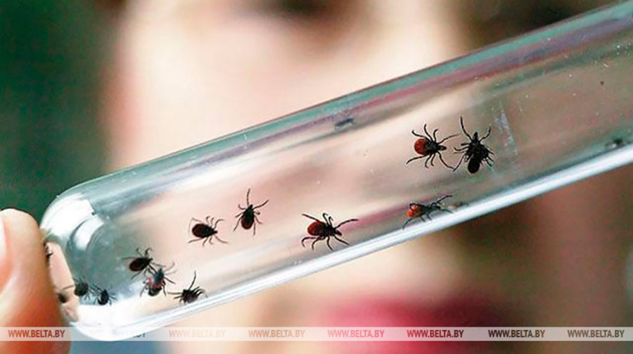     Из-за укусов клещей в Беларуси с начала года за медицинской помощью обратились 17 человек