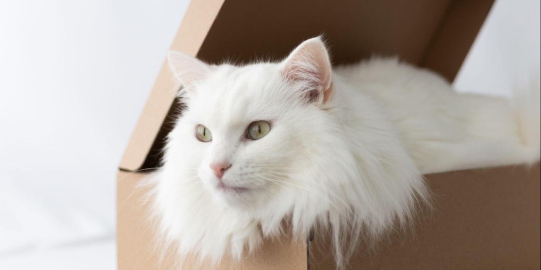 30 мест, в которых любят прятаться кошки