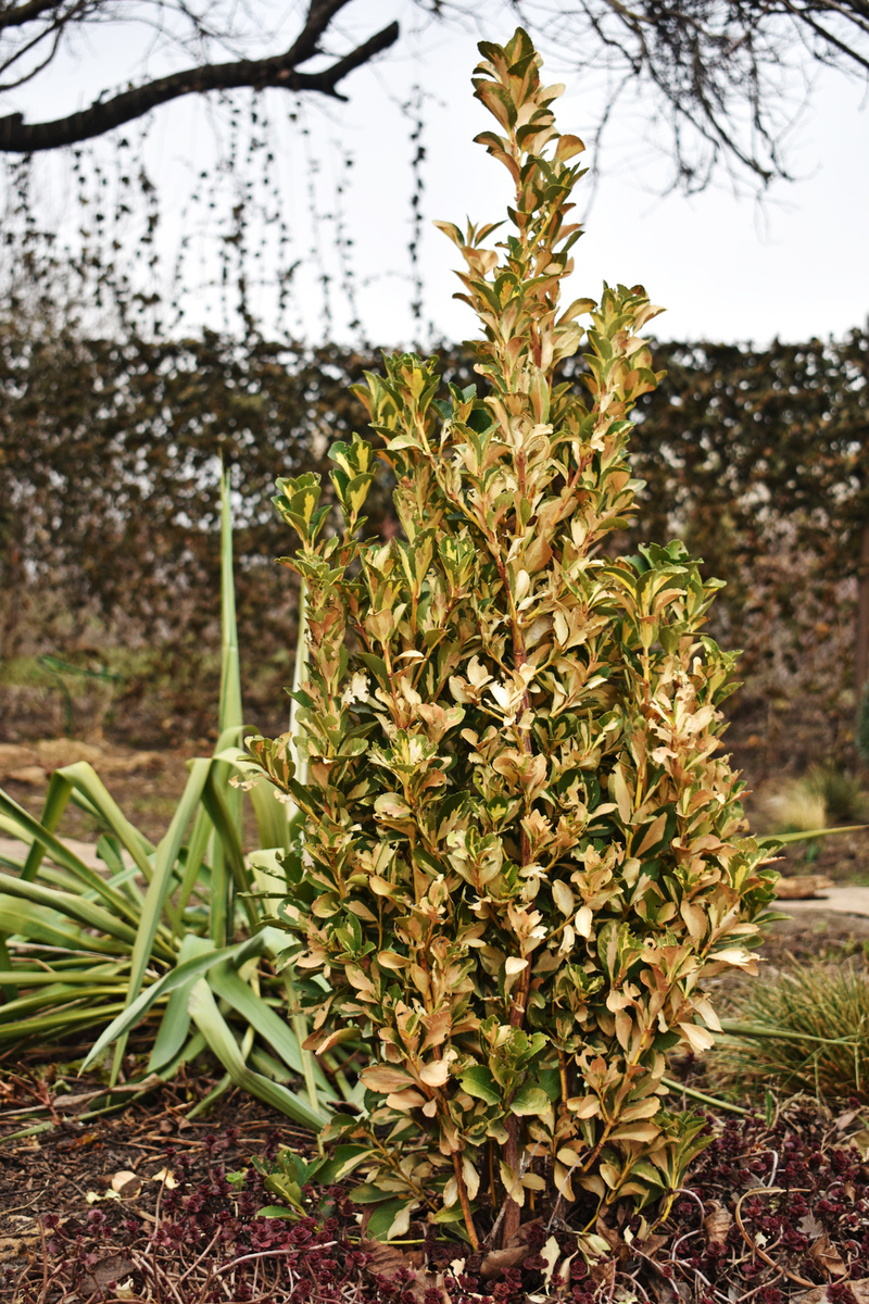 Бересклет японский "Экстаз"