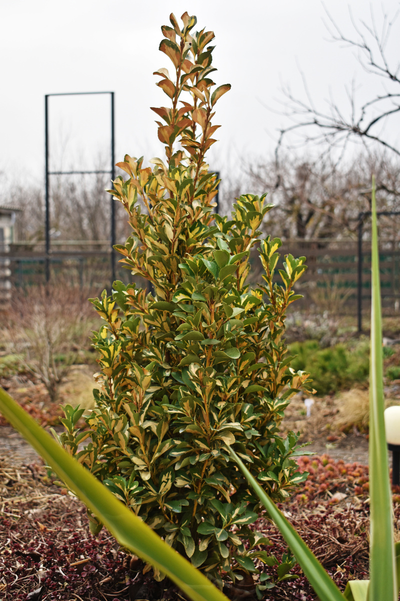 Береслет, вид с северной стороны. 
