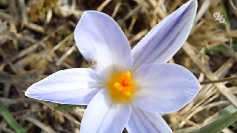    Подснежник в ботаническом саду Ставрополя Фото: минприроды Ставропольского края