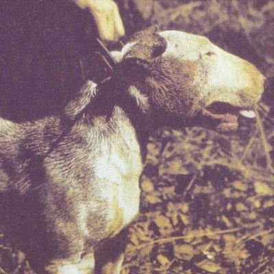 Охотник на кабанов