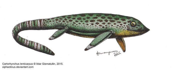 Карторинх от Ильдара Гизматулина.