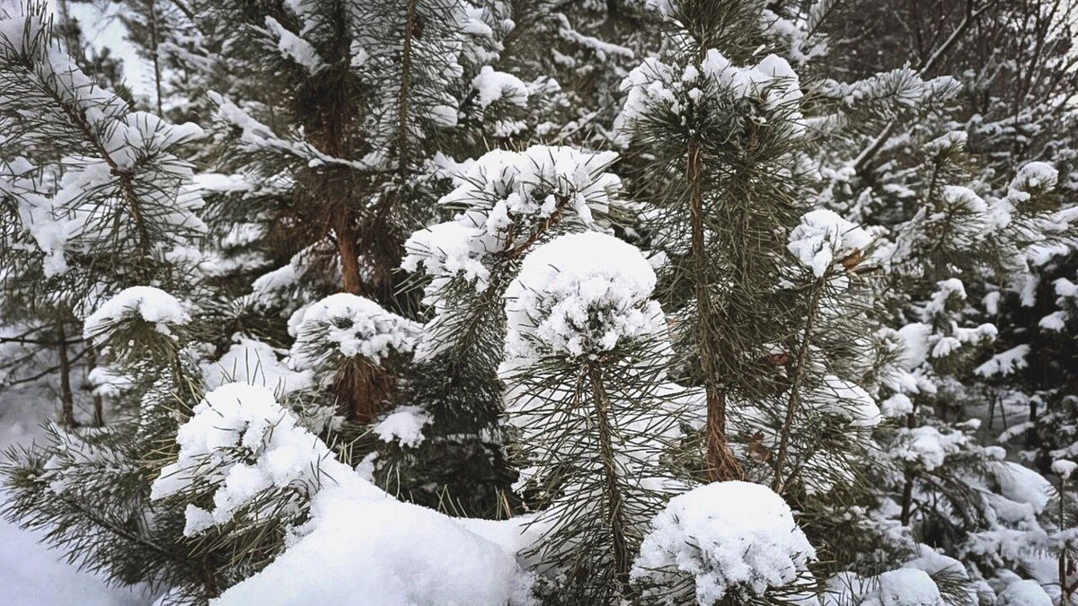     Источник: 1MI