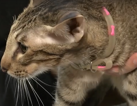     В Шушенском проводят выставку «Мартовский кот»