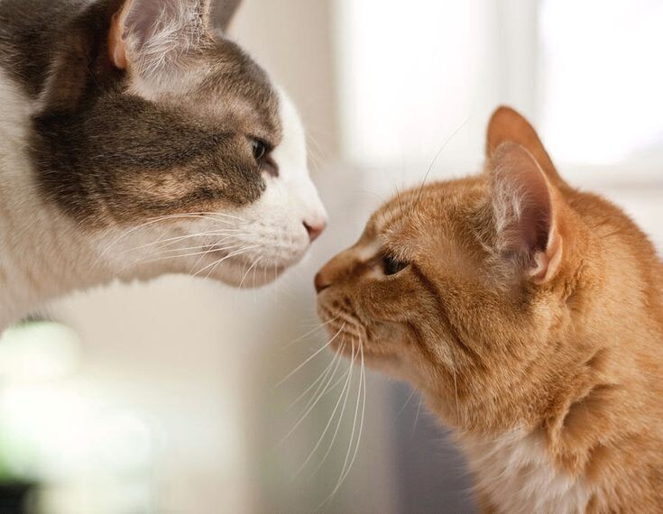 Фото из Интернета.