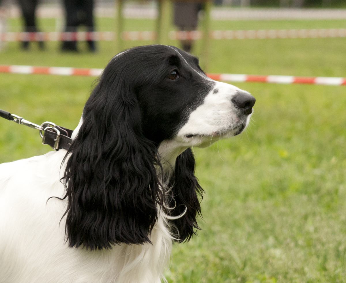 Темно-карие глаза - маслины. Зрачок не виден.