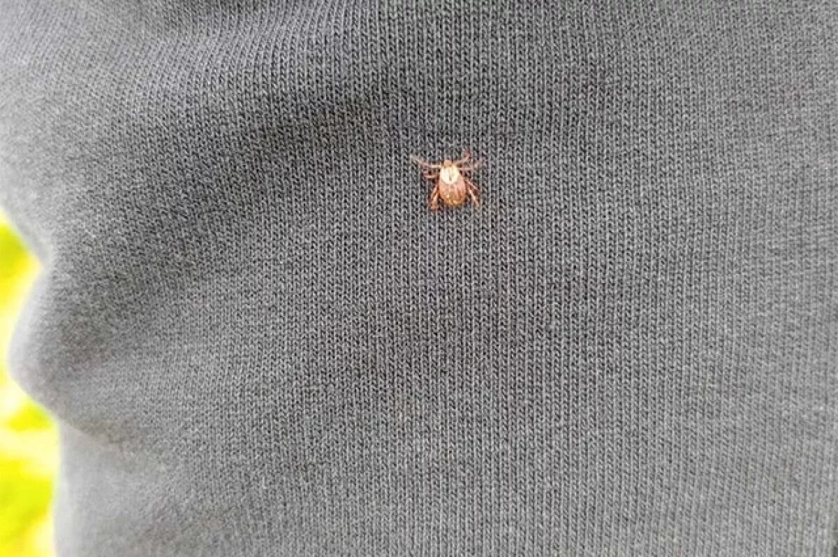    Весна вступает в свои права, и вместе с теплом пробуждается не только природа, но и клещи. Пора задуматься о защите.