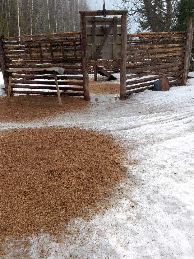    В Яранском районе не смогли найти трупы кабанов