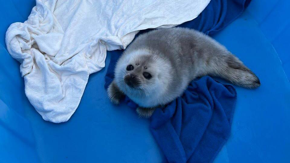    Фото: t.me/VDKSPB