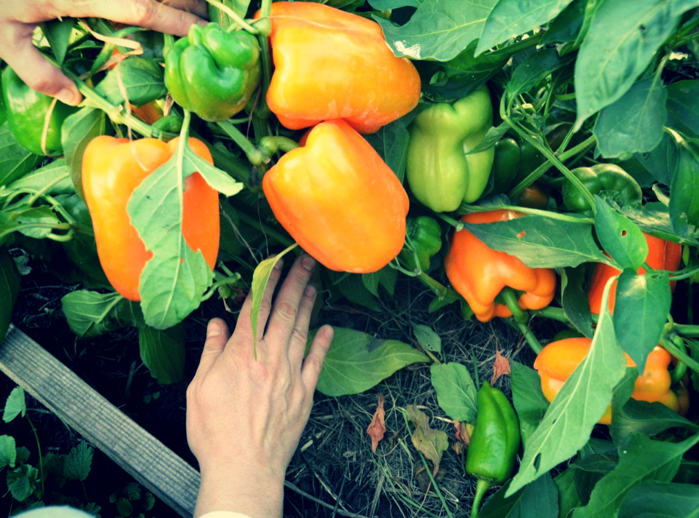 Вот такой результат, от правильно выращенной рассады перцев летом будет