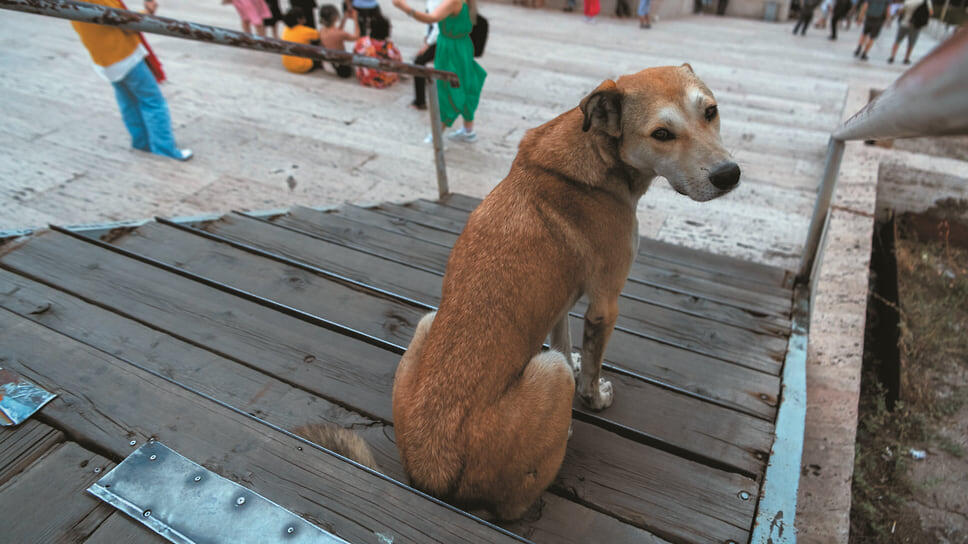 Фото: Александр Патрин / Коммерсантъ
