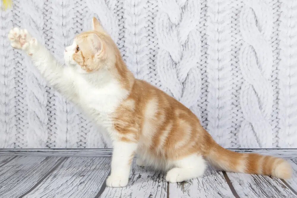 Фото предоставлено: Александр Волчанский, Shutterstock