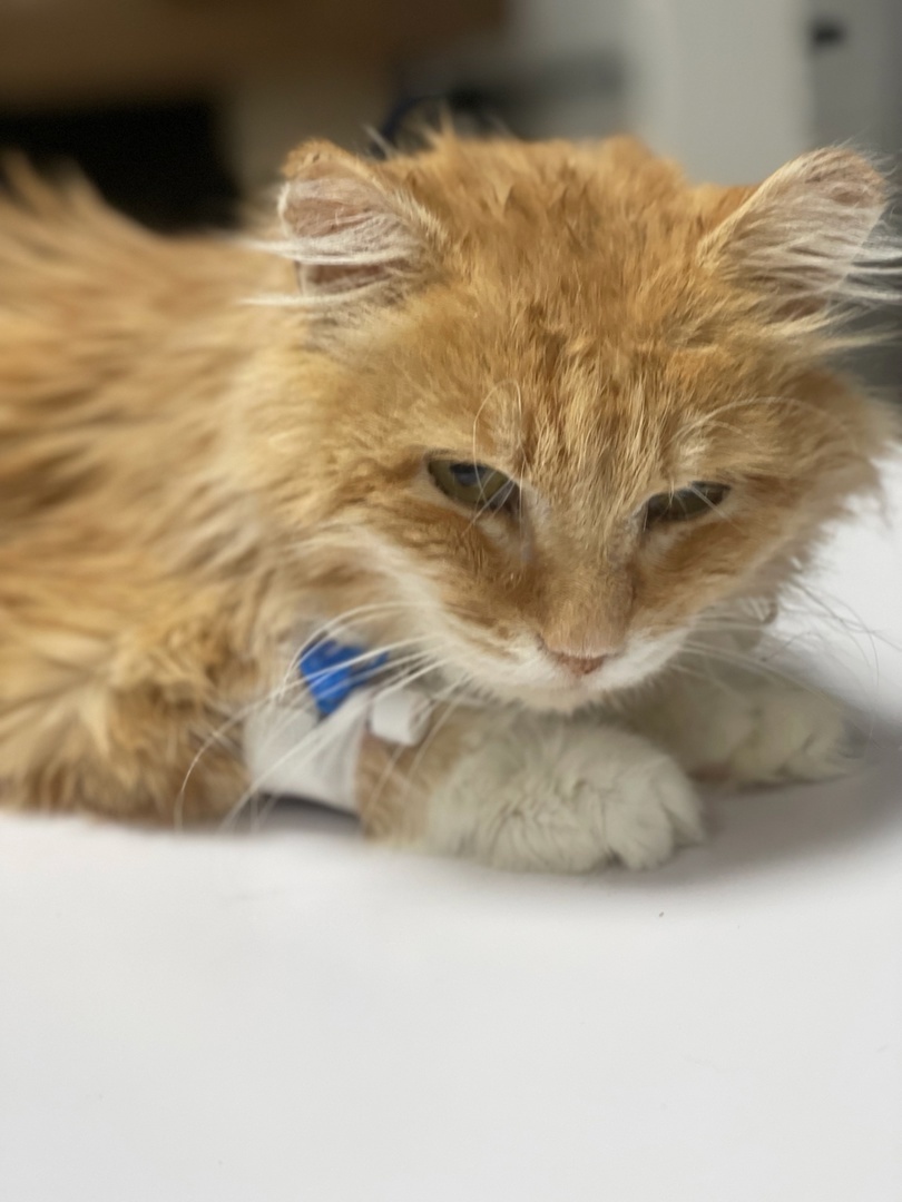 Барсик в ветклинике