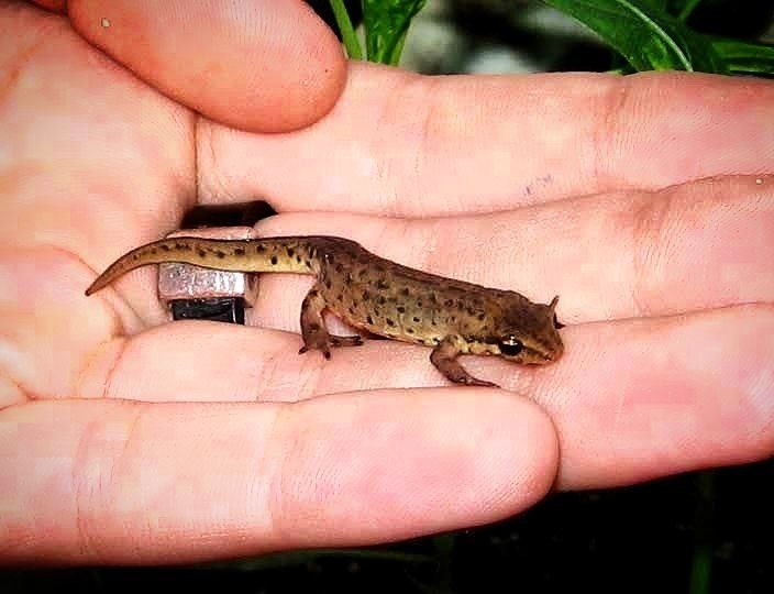 Фото с просторов всемирной паутины.