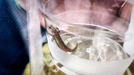 Фото с просторов всемирной паутины.