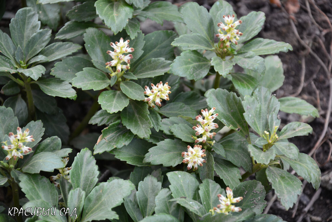 Цветущая пахизандра