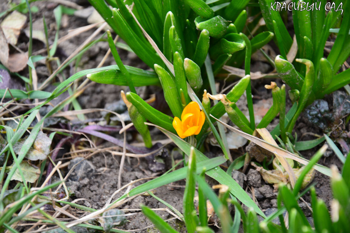 Первый крокус в моём саду расцвёл 16 марта
